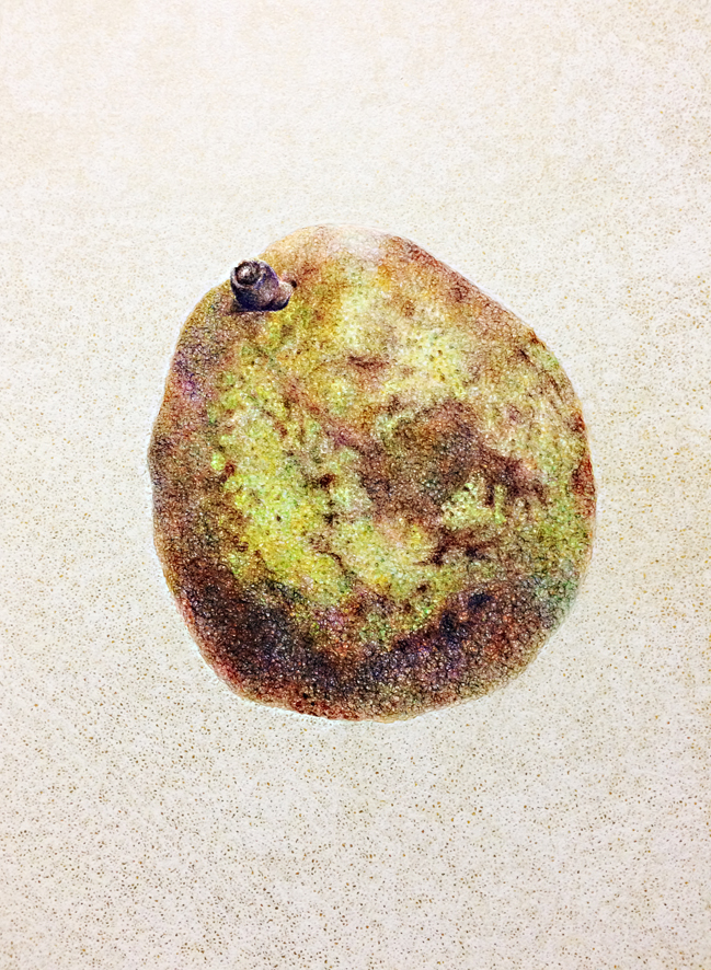 ［洋梨/pear］